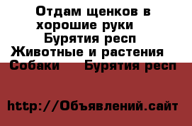 Отдам щенков в хорошие руки  - Бурятия респ. Животные и растения » Собаки   . Бурятия респ.